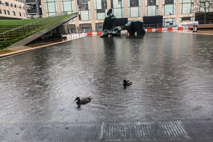 ducks on the High Line in the rain